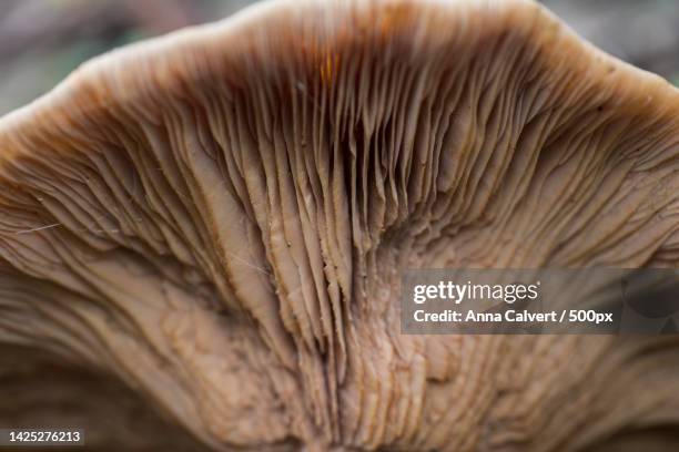 close-up of mushroom,canberra,australian capital territory,australia - images stock pictures, royalty-free photos & images