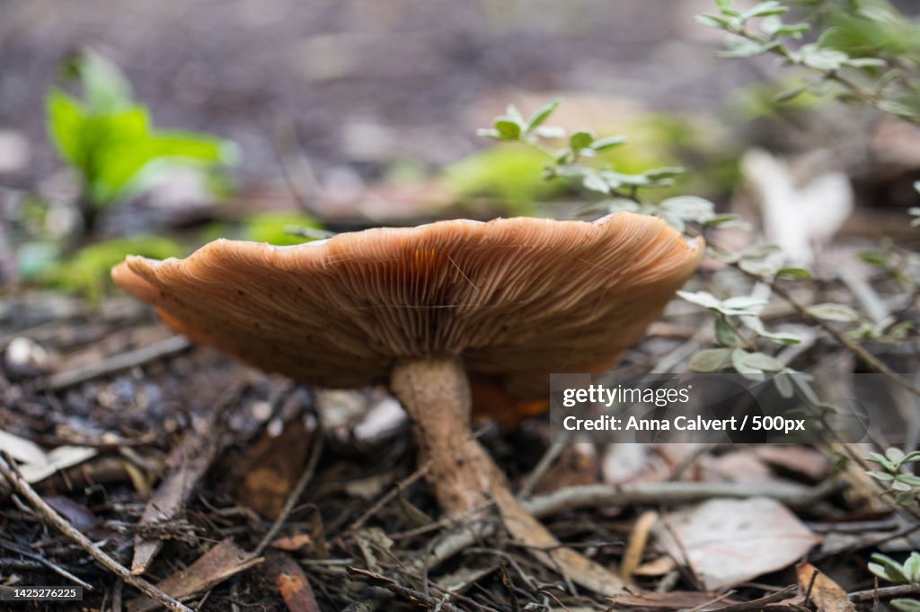 Close-up of mushroom growing on field,Canberra,Australian Capital Territory,Australia