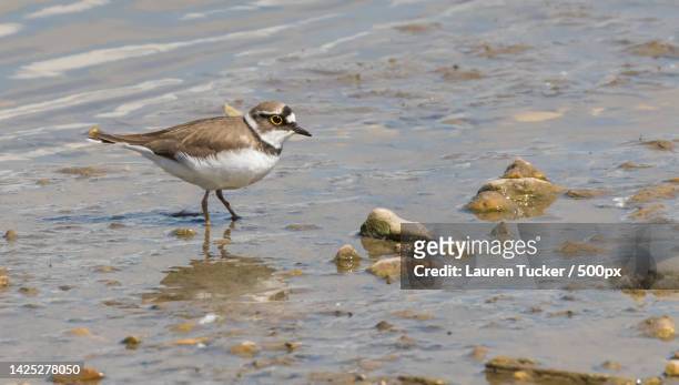 close-up of plover perching on shore at beach,slimbridge,gloucester,united kingdom,uk - little ringed plover stock pictures, royalty-free photos & images