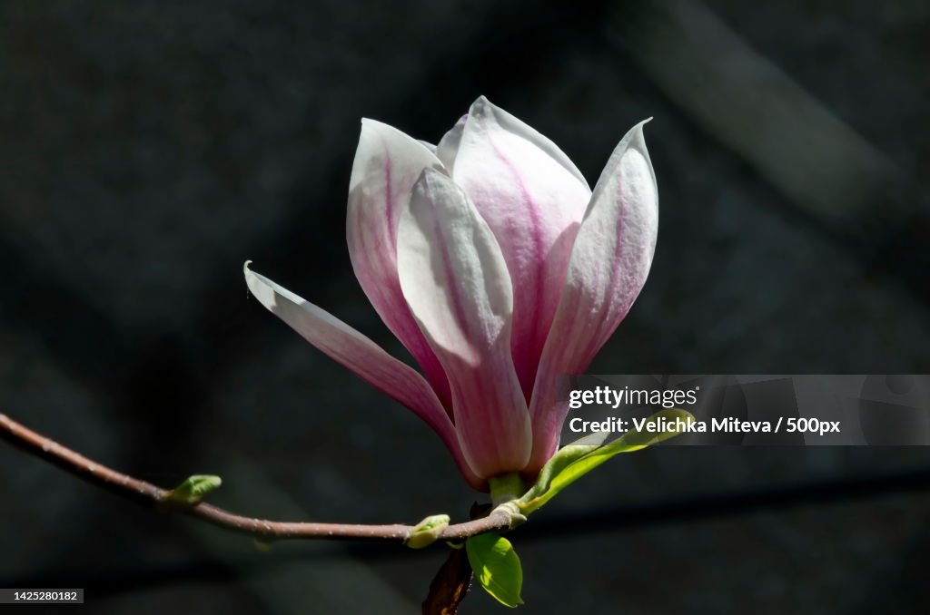 Close-up of pink flower,Sofia,Bulgaria