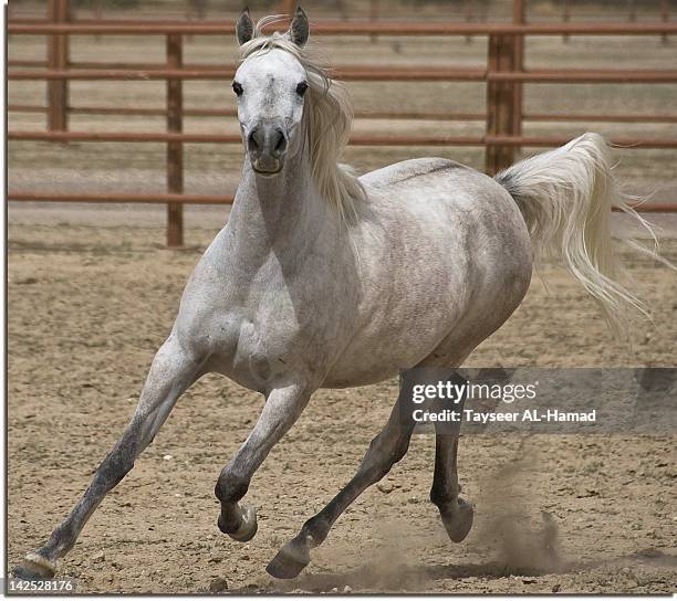 flying arabian - arabian horse stock pictures, royalty-free photos & images
