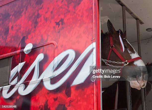 Budweiser clydesdale horse sticks his head out of the trailer before the game between the Colorado Rockies and the Houston Astros on Opening Day at...
