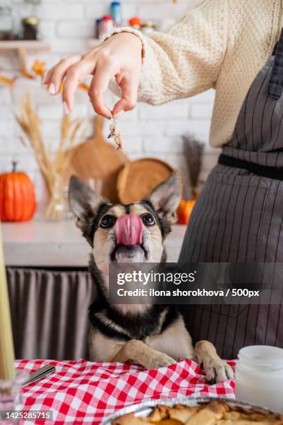 woman preparing thanksgiving dinner at home kitchen,giving her dog a piece of chicken to try - thanksgiving dog stockfoto's en -beelden