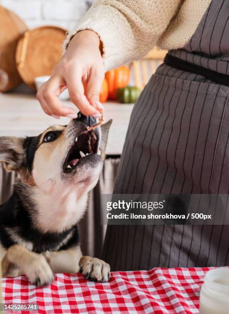 woman preparing thanksgiving dinner at home kitchen,giving her dog a piece of chicken to try - thanksgiving dog stockfoto's en -beelden