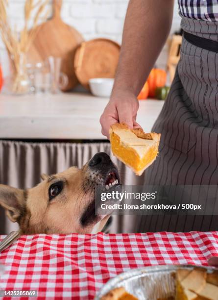 man preparing thanksgiving dinner at home kitchen,giving a dog a piece of pumpkin pie to try - dog thanksgiving fotografías e imágenes de stock