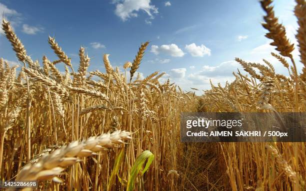 close-up of wheat growing on field against sky - grano foto e immagini stock