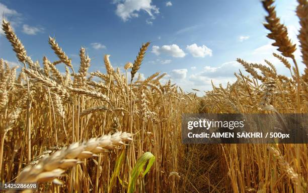 close-up of wheat growing on field against sky - wheat stockfoto's en -beelden