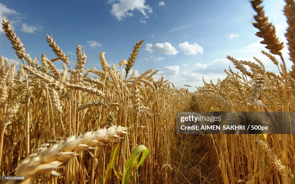 Close-up of wheat growing on field against sky