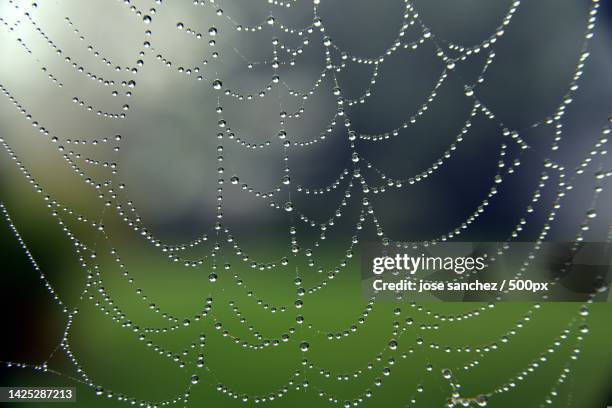 close-up of wet spider web,spain - spider web imagens e fotografias de stock