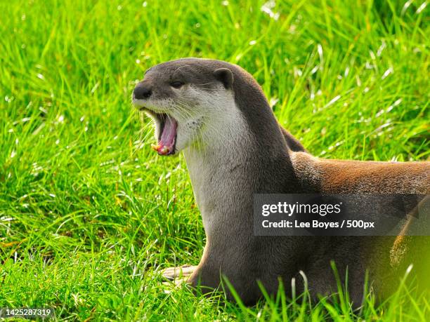 close-up of animal on grassy field,yorkshire wildlife park,united kingdom,uk - cute otter stock pictures, royalty-free photos & images
