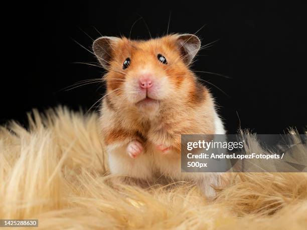 close-up portrait of hamster on black background,madrid,spain - hamster bildbanksfoton och bilder