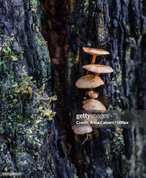 close-up of mushrooms growing on tree trunk,canberra,australian capital territory,australia - tidbinbilla nature reserve stock pictures, royalty-free photos & images