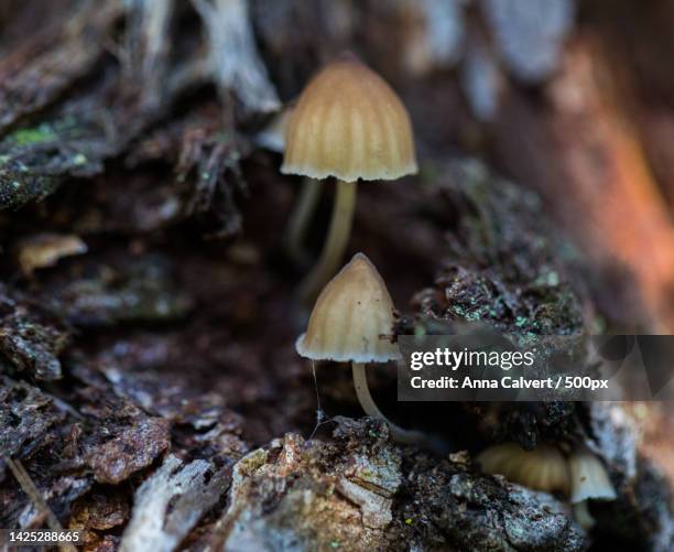 close-up of mushrooms growing on tree trunk,canberra,australian capital territory,australia - tidbinbilla nature reserve stock pictures, royalty-free photos & images