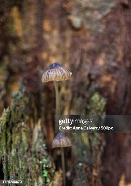 close-up of mushroom growing on tree trunk,canberra,australian capital territory,australia - tidbinbilla nature reserve stock pictures, royalty-free photos & images
