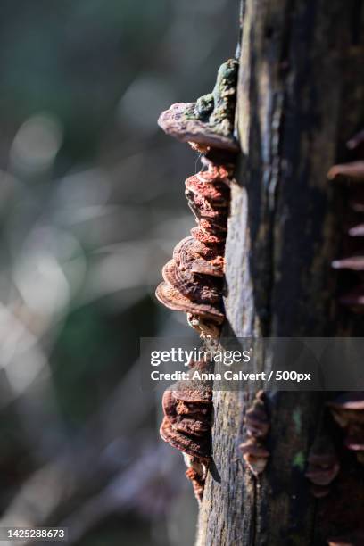 close-up of tree trunk,canberra,australian capital territory,australia - tidbinbilla nature reserve stock pictures, royalty-free photos & images