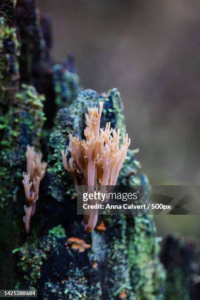 close-up of mushroom growing on tree trunk,canberra,australian capital territory,australia - tidbinbilla nature reserve stock pictures, royalty-free photos & images