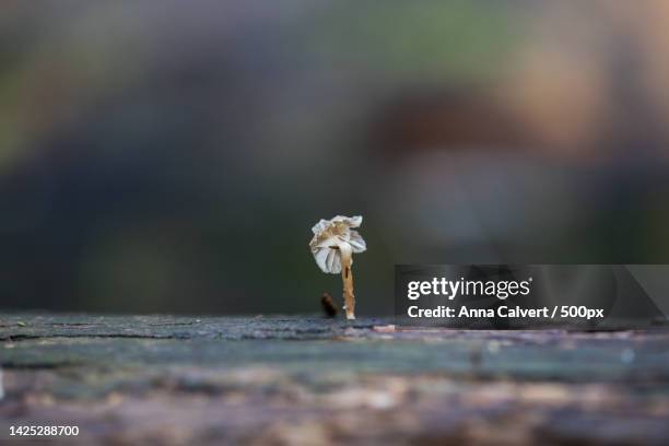 close-up of white flower on wood,canberra,australian capital territory,australia - tidbinbilla nature reserve stock pictures, royalty-free photos & images