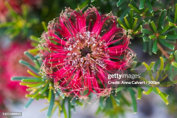 close-up of red flower,canberra,australian capital territory,australia - banksia ストックフォトと画像