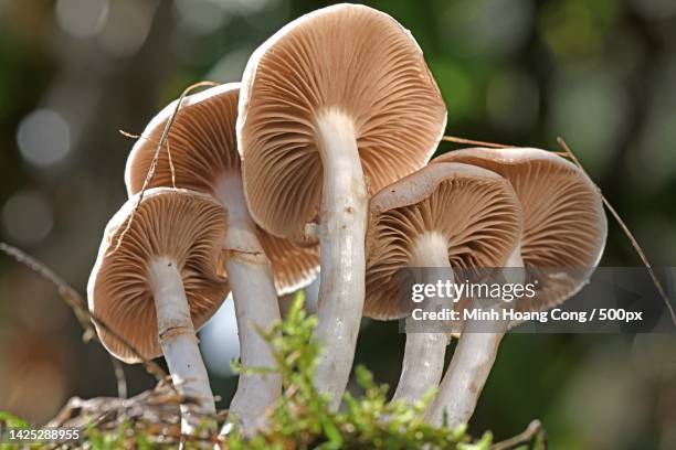 close-up of mushrooms growing outdoors - agaricales stock pictures, royalty-free photos & images