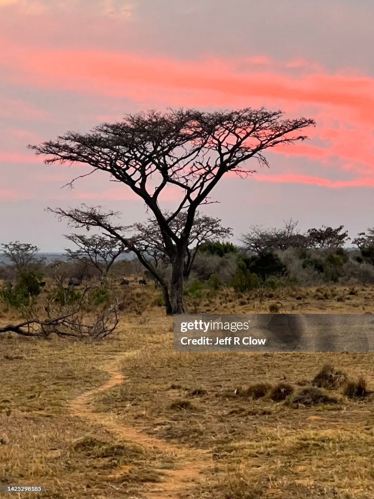 Pink Sunset in South Africa