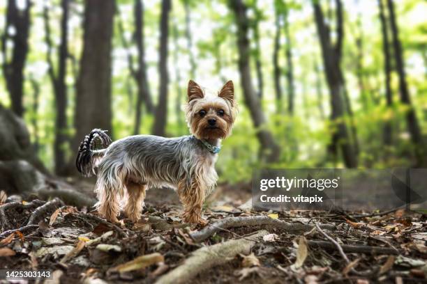 1点のオーストラリアシルキーテリアのストックフォト Getty Images 1点のオーストラリアシルキーテリアのストックフォト Getty Images
