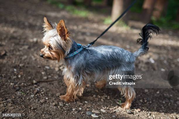 1点のオーストラリアシルキーテリアのストックフォト Getty Images 1点のオーストラリアシルキーテリアのストックフォト Getty Images