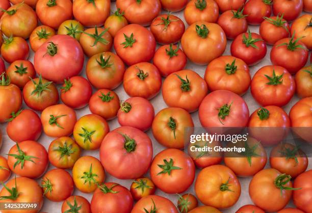 Home grown organic and tasty tomatoes texture close up - Benefits of tomatoes concept. home grown organic tasty tomatoes texture