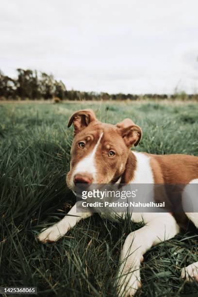 medium size puppy sitting on the grass, tilting its head and looking at the camera. - medias - fotografias e filmes do acervo