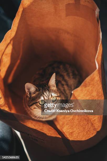 funny cat looks out of curiosity from a craft paper bag. funny pets playing at home - nevada house stock pictures, royalty-free photos & images