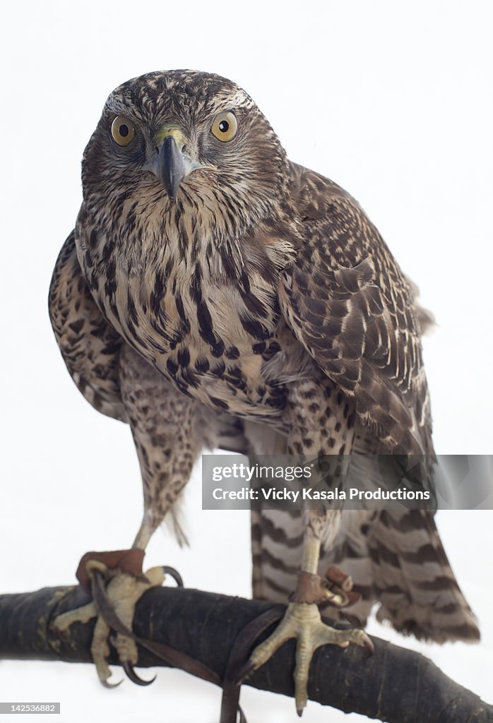 Portrait of a hawk against white background.