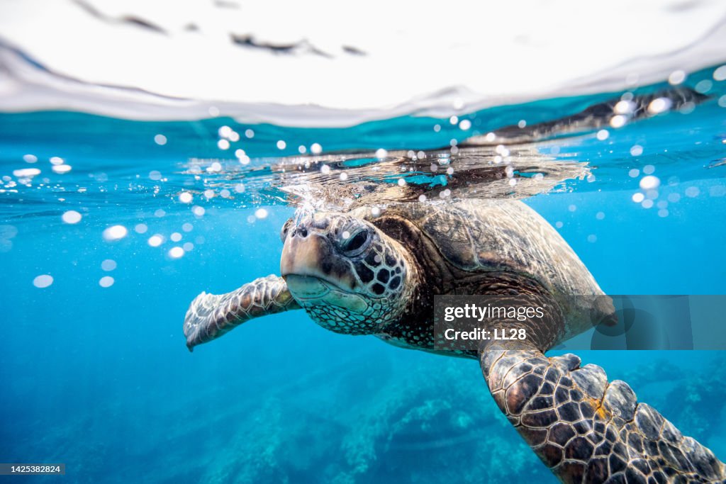 Green turtle at the water surface