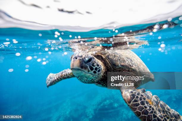 green turtle at the water surface - schildpad stockfoto's en -beelden