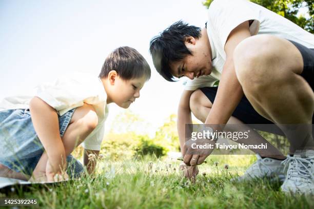a five-year-old boy is picking dandelions in the park with his father. - asian kid raising hand bildbanksfoton och bilder