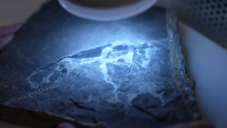 Paleontology Lab Videos and HD Footage - Getty Images