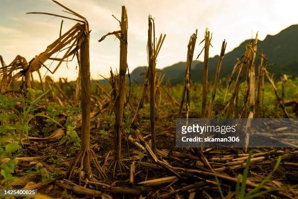 after wildfire burning cornfield and the food crisis situation. the global food crisis concept - dry vegetables stock-fotos und bilder