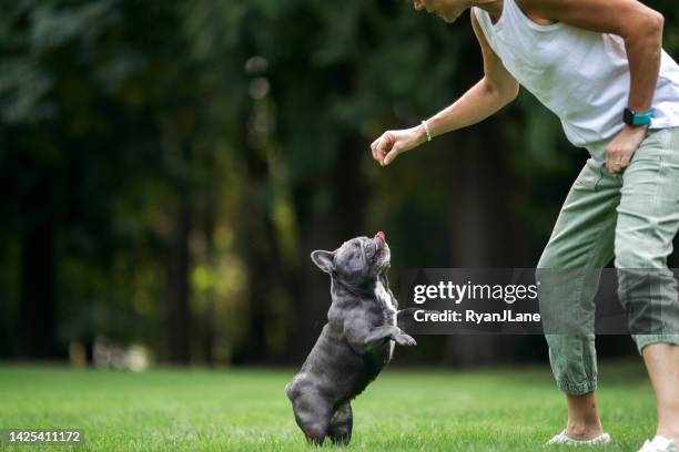 cute french bulldog with missing eye in training - dog biscuit stock pictures, royalty-free photos & images