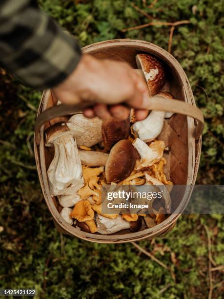 man picking mushrooms in the woods porcini and chanterellez - cantharellus cibarius stock pictures, royalty-free photos & images