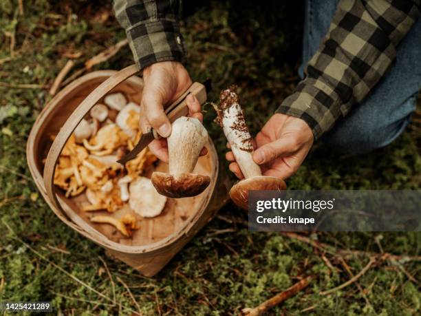 homme cueillant des champignons dans les bois, cèpes et chanterellez - cèpes photos et images de collection