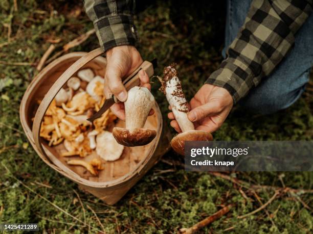 uomo che raccoglie funghi nel bosco porcini e finferli - raccogliere frutta foto e immagini stock