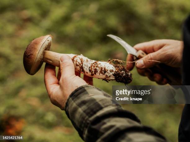 Man picking mushrooms in the woods porcini and chanterellez