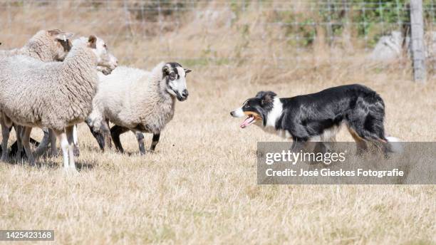 Working Border 236 Border Collie Herding Sheep Stock Photos, High-Res Pictures, and ...
