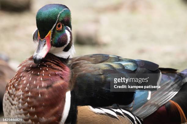 male wood duck close up - male feet on face stock-fotos und bilder