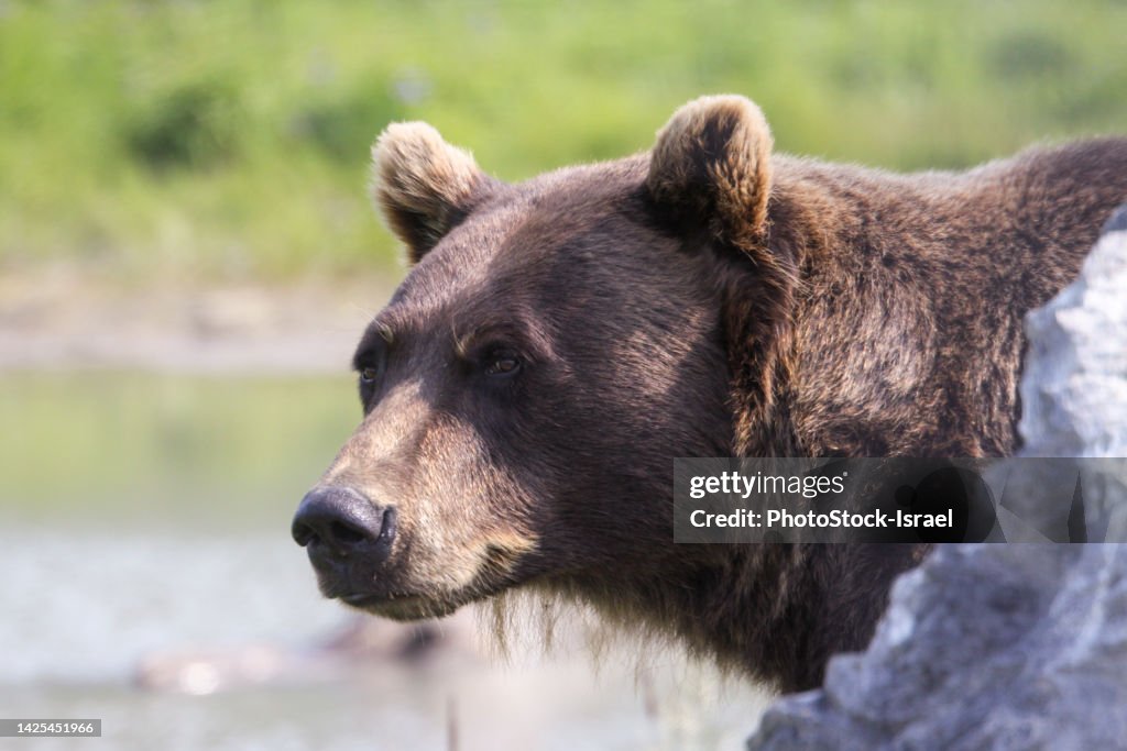Grizzly bear Animal Park Homer, Alaska
