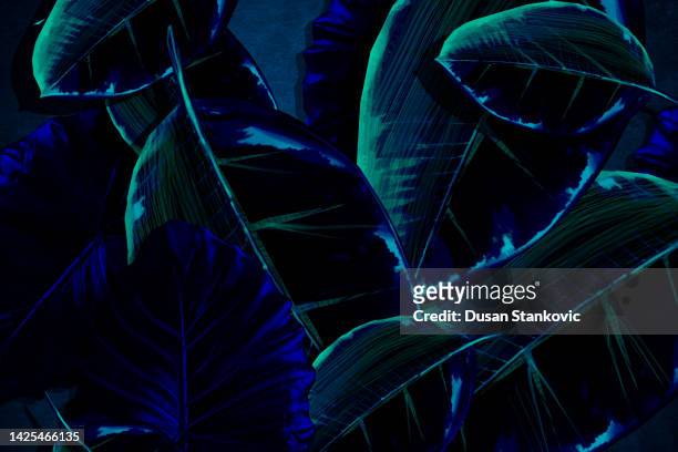 night  view through monstera plant - dark floral pattern stock illustrations