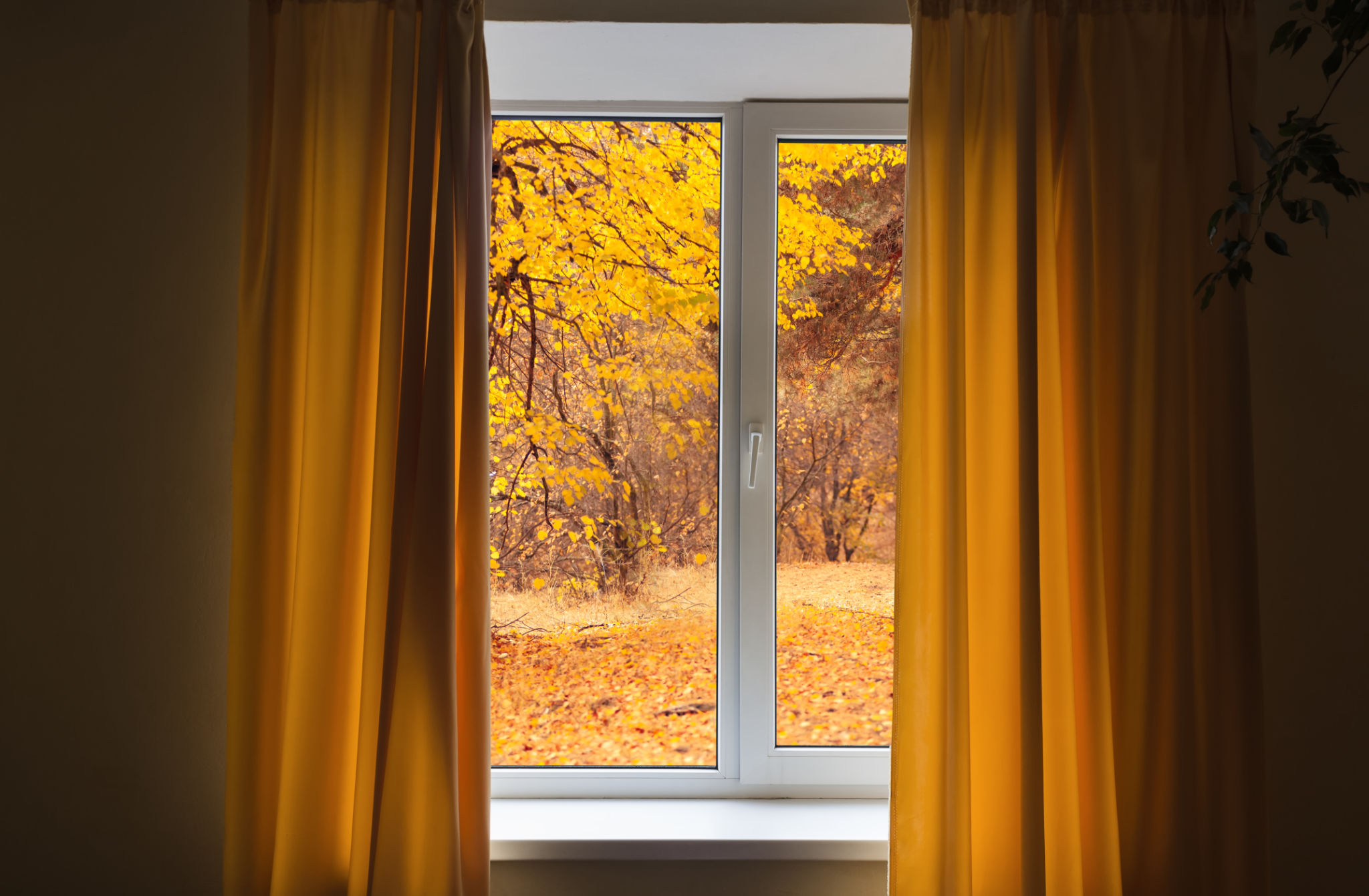 autumn leaves window