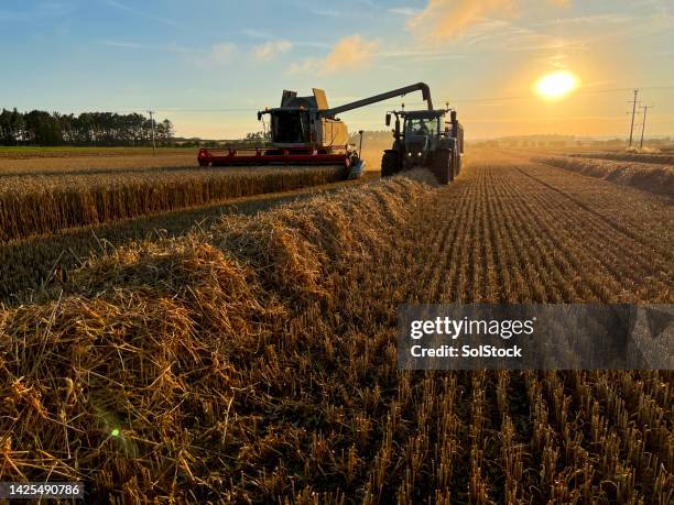 harvesting the crop of winter wheat - winter wheat harvest stockfoto's en -beelden