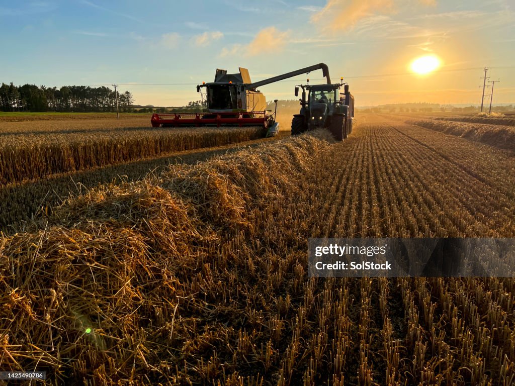 Harvesting the Crop of Winter Wheat