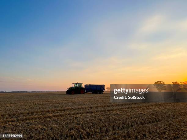 tractor transporting the crop - winter wheat stock pictures, royalty-free photos & images