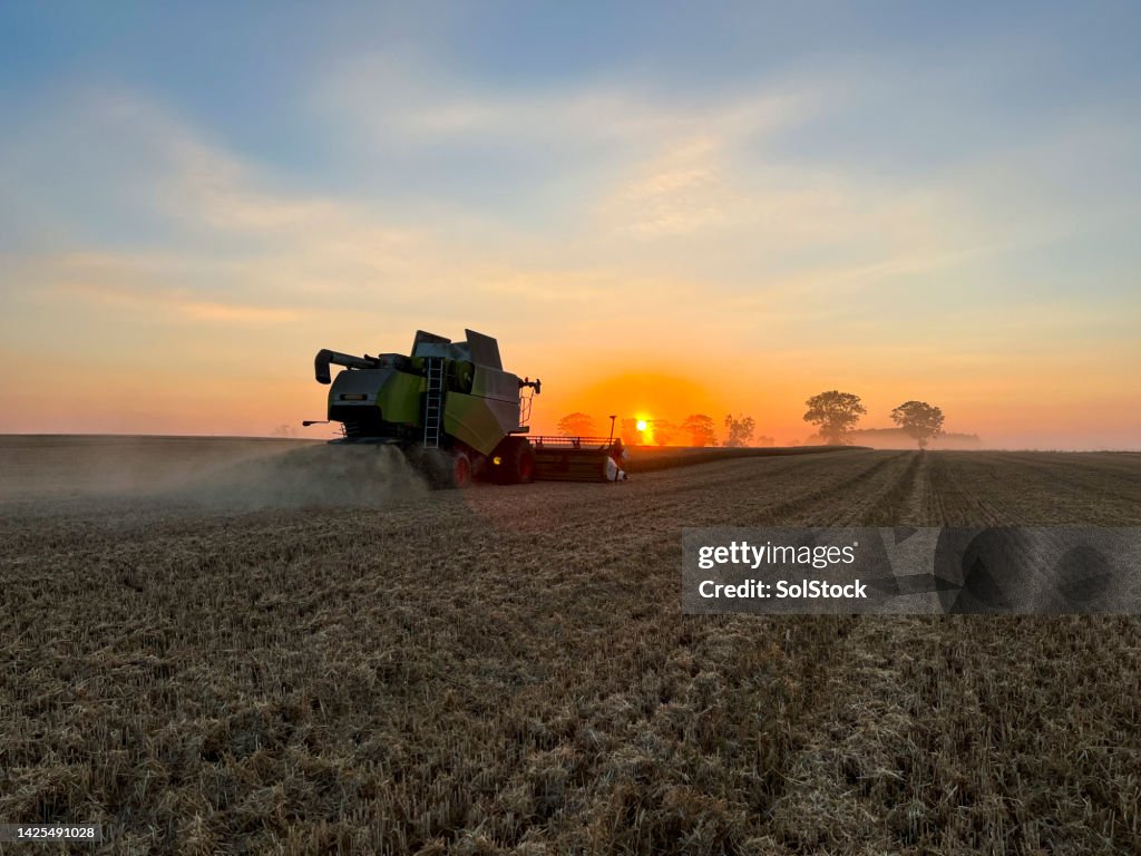 Harvesting as the Sun Sets