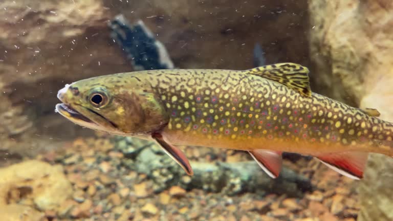 Brook Fish 45 Brook Trout Underwater Stock Videos, Footage, & 4K Video Clips ...